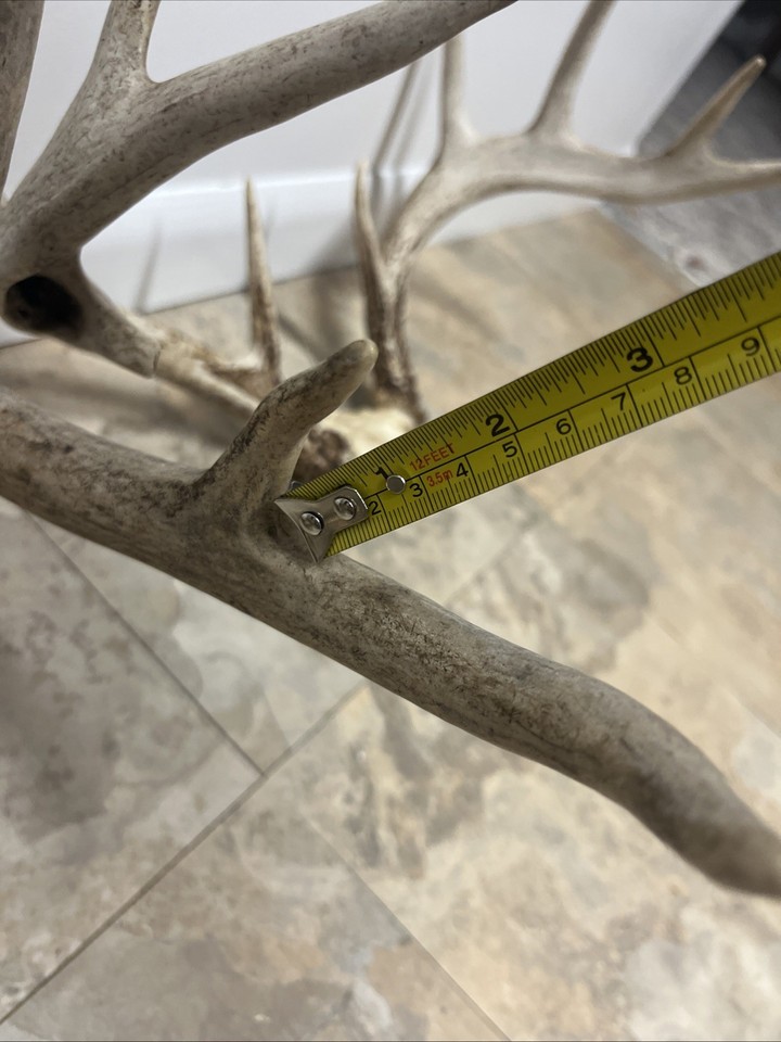 Whitetail Deer Lot Of 2- 10 Point + 8 Point Rack Antlers Used Condition ...