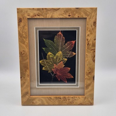 Gerahmte Shadowbox signiert Booker Morey ''Leaf Lines'' skelettiert Maple Leaf #8/208