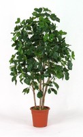 Artplants Deko Schefflera Nanette, EchtstäMme, GrüN, 150Cm