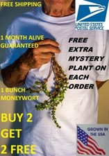 Bacopa Monnieri Moneywort Freshwater Live Aquarium Plants Bunch BUY2GET1FREE