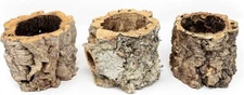 Natural Cork Bark Planters for Tillandsia Air Plants or Bromeliads