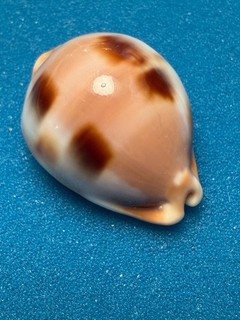 Large Calloused & Beautiful Cypraea ! Luria tessellata Oahu 34.2mm
