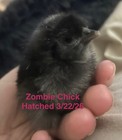 Zombie Chicken Hatching Eggs – F1 & F2 – Auto-Sexing – 6 Eggs — photo 2