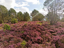 Digital Photo Picture Image Wallpaper Background Norway Wild Nature Positive