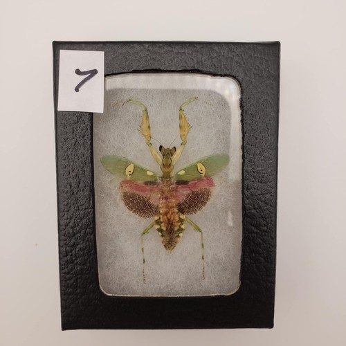 Creobroter Gemmatus Real Jeweled Flower Mantis Female Framed From Collection #7