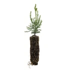 Giant Sequoia Redwood - Sequoiadendron giganteum - 5-8 inches tall, potted