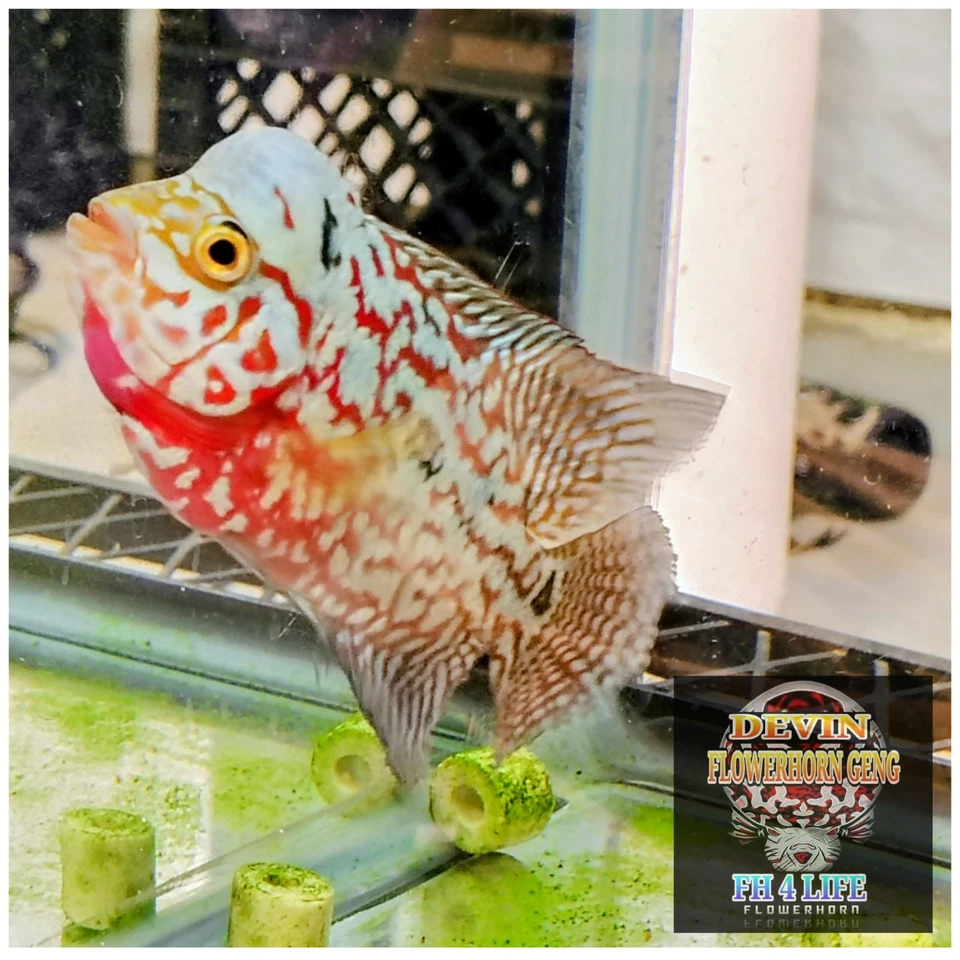 VVIP FULL WHITE PEARL KAMFA F2 4.5" DERIVED FROM WHITE TIGER KML - Image 3 of 4