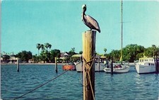 Close View Funny Old Bird Pelican Boats TropicalTrees Blue Water Postcard Unused