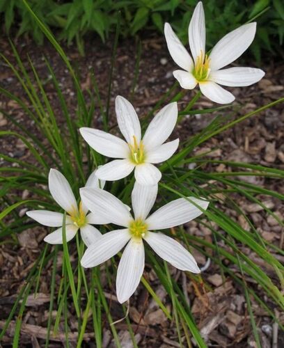 3 Bulbs- Zephyranthes Candida. Zephyr, Fairy, Rain Lily, Water Onion, Flower - Picture 2 of 5
