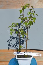 BONSAI APPLE TREE, 6 YEARS OLD, VERY HEALTHY (A03)