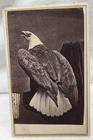 1860's Old Abe Bald Eagle Civil War Mascot CDV Photo by E. Long St. Louis