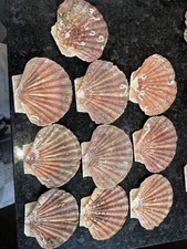 Natural Coastal Scallop Sea Shells 10  Large 12-13 Cm Flat Washed/Dried