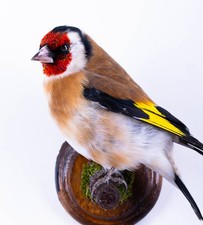 Taxidermie oiseau européen pinson doré support mural peluche Carduelis carduelis