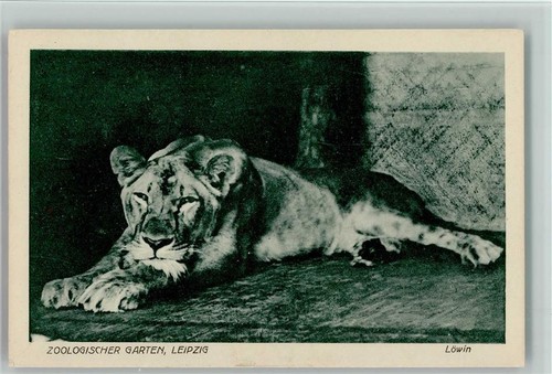 13023211 Loewin im Zool. Garten Leipzig eBay