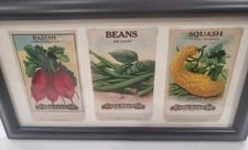 Vtg early 1900's Card Seed Co. Veg. Seeds Packets Framed - Squash, Beans, Radish