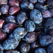 Pflaumenbaum Haganta - Winterhart Obstbaum Pflanze 80cm / 140cm