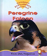 Peregrine Falcon (Endangered A - VERY GOOD