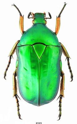 標本 China Yunnan Cetoniinae s.p 23mm Coleoptera Cetoniinae sp. Vietnam 30mm | eBay