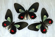 LOT OF 5 PAPILIONIDAE PARIDES ERLACES UNMOUNTED WINGS CLOSED 
