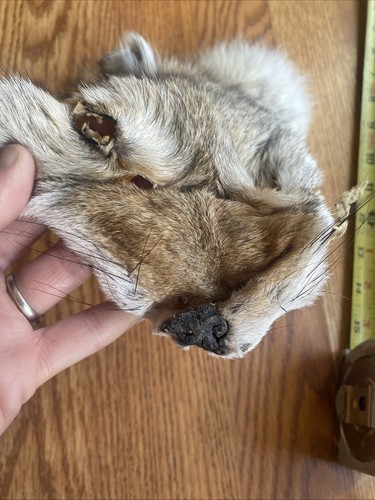Eastern Coyote Face Pelt Tanned Hide + Tail Bushy Full Beautiful Soft Taxidermy - Bild 7 von 14