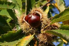 Sweet Chestnut Castanea Sativa Fruit Nut Tree 6ft Tall XL