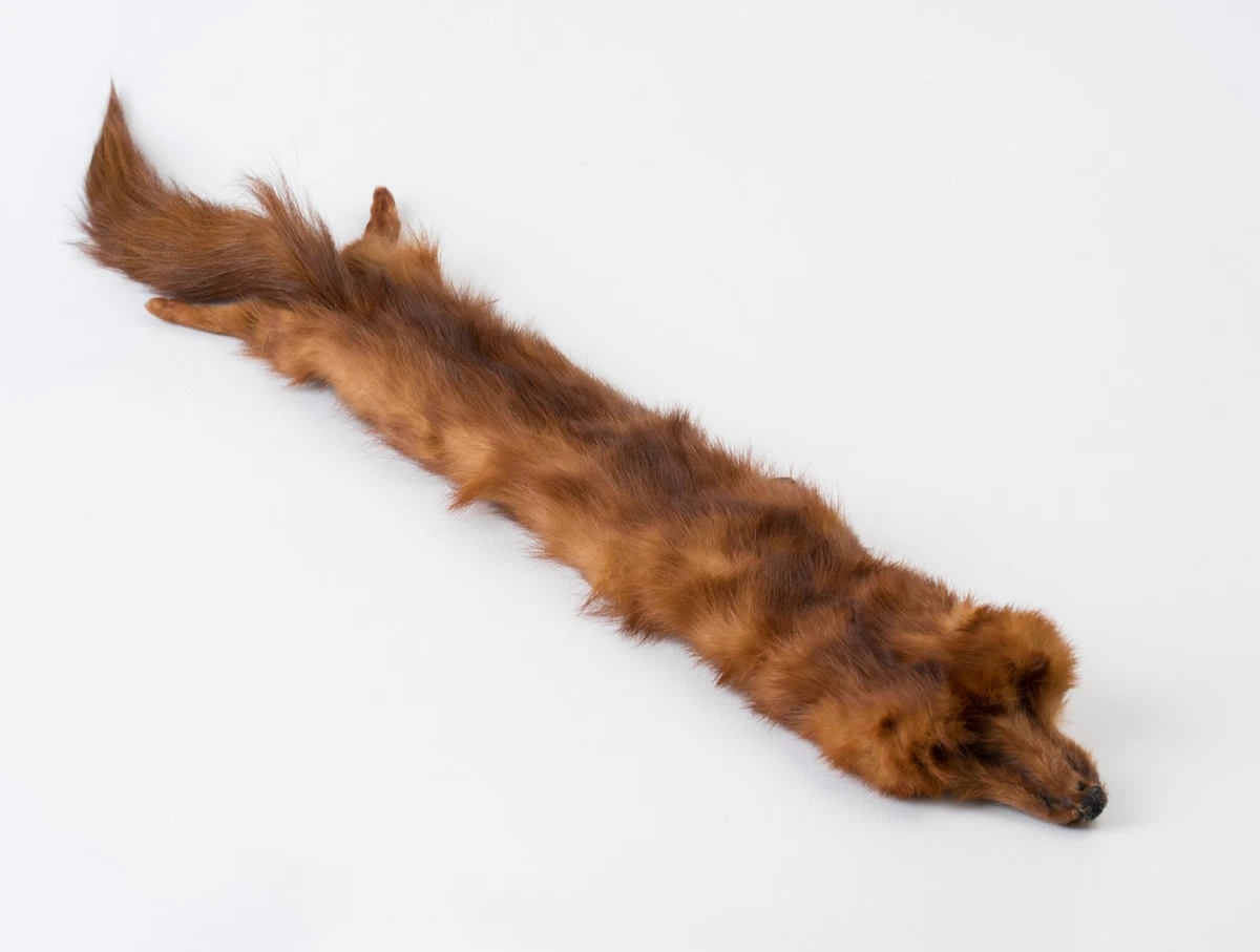 Mink ebay best sale