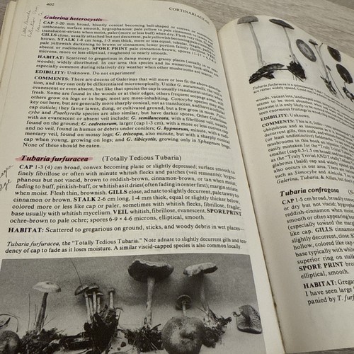 Mushrooms Demystified by David Arora (1986, Trade Paperback) - Picture 8 of 12