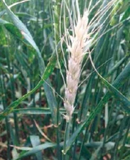 Peruvian White Barley Seeds  (300)  / Cereal Grain / RARE /