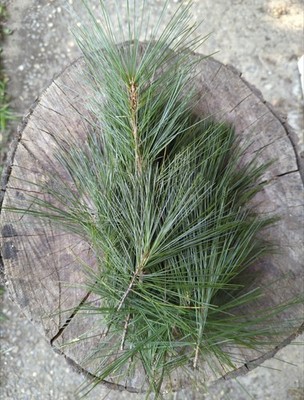EASTERN WHITE PINE NEEDLES 6oz. Freshly harvested at time of order! Free ship!