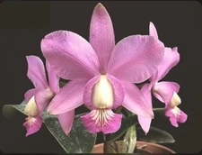 Cattleya Brazilian Jewel (walkeriana Coer X nobilior Coer) Orchid Eros 4” Pot