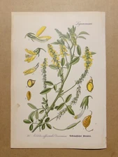 1886 ANTIQUE PICTURES LITHOGRAPH ART PRINT BOTANY FLOWER FLORA NATURE DECO PO...