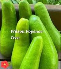 Buy one Wilson Popenoe and Get a Free 2ft Russell Avocado Tree 