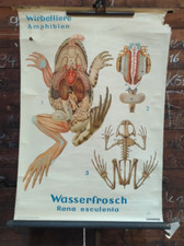 DDR Rollkarte Schulkarte Lehrkarte Wasserfrosch Amphibien Biologie Schule