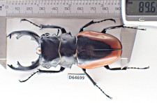 D64699. Insects, Lucanidae: Odontolabis Cuvera. Vietnam Central. Notes