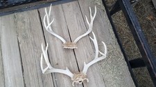 2 craft MULE DEER Racks antlers whitetail rack taxidermy moose taxidermy