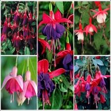 Fuchsia Collection Hardy Shrub Fuchsia x 5 Plug Plants for Potting on