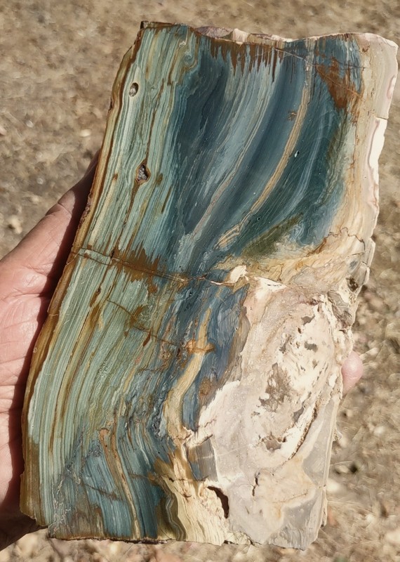 Gary Green Bog Wood Slab, Miocene, McDermitt, Oregon
