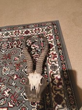 Schädeltrophäe Jagdtrophäe Springbock Hörner Antilope Afrika Vintage Gehörn