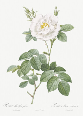 Rosa Alba Flore Pleno - Ordinary White Rose - 1800s Pierre Joseph Redoute Magnet