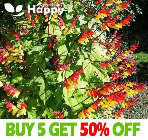 MINA LOBATA - Spanish flag - 65 seeds - Climbing flower - Firecracker Vine - Picture 1 of 8