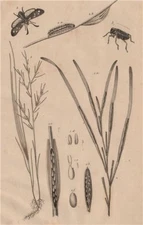 Zostera marina/eelgrass/seawrack.Zygaena/Six-spot Burnet.Zygopinae/Weevil 1834