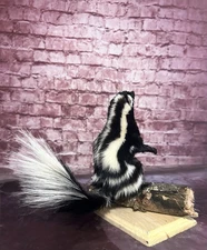 Taxidermy Standing Civet Spotted Skunk Mount Cabin Decor Squirrel Stuffed Skunk