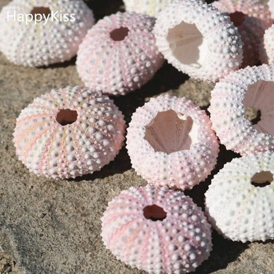 Natural Sea Pink Urchins Dream Sea Urchin Shell Decoration