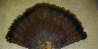 Taxidermy, EASTERN WILD TURKEY-TAIL- MT LOG CABIN/HUNTING LODGE DECOR # 7