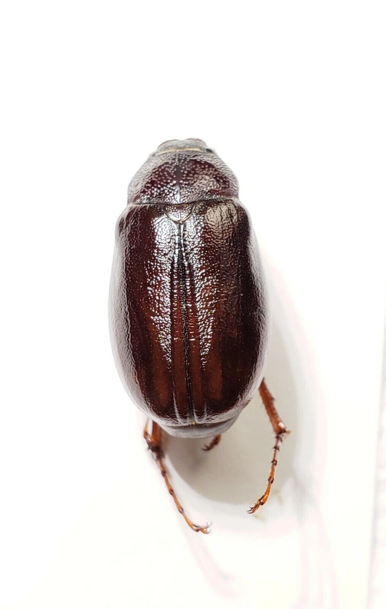 May beetle on sale