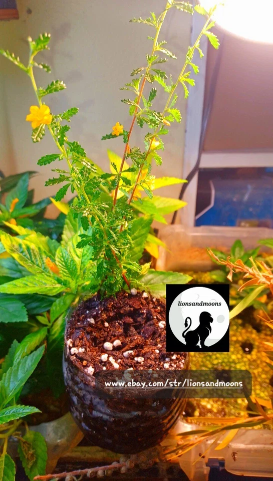 Damiana turnera diffusa Live Plant Cutting SMALL LEAF Rare Bitter Organic Real - Image 3 of 4