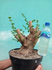 code 006 ✅ BONSAI materials PREMNA MICROPHYLLA || SMALL  (REAL PICT)