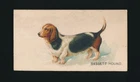 1889 N163 Old Judge Cigarettes (Goodwin) DOGS (Name-Front/Back) -BASSETT HOUND