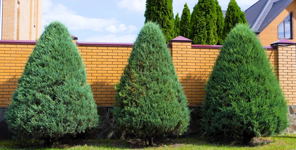 25 THUJA TREE Cedar Thuja Occidentalis Conifer Seeds - Image 4 of 4