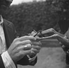 8" x 10" 1937 Photo Sharpening the spurs of a fighting cock.